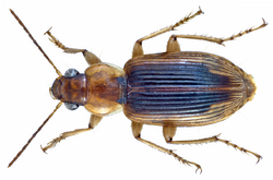 Loxoncus alater (Dejean, 1831) (11644083864).png