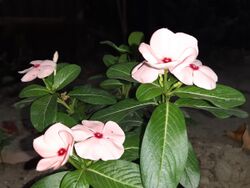 Madagascar periwinkle bdl2.jpg