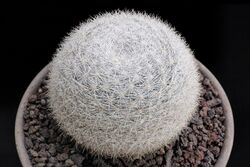 Mammilloydia candida - Snowball Cactus.jpg