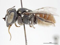 Megachile patera.jpg