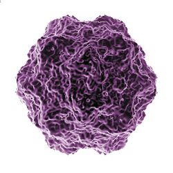 Minute virus of mice (MVM) (8811688398).jpg