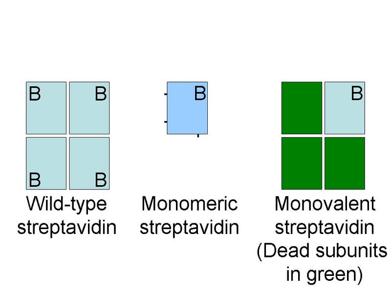 File:Monovalent and monomeric streptavidin cartoon.jpg