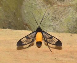 Moths of Costa Rica (Cosmosoma stilbosticta).jpg