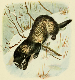 Mustelaputoriusaureola.png