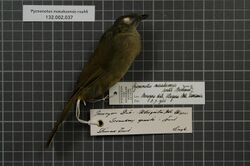 Naturalis Biodiversity Center - RMNH.AVES.37516 1 - Pycnonotus masukuensis roehli (Reichenow, 1905) - Pycnonotidae - bird skin specimen.jpeg