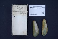Naturalis Biodiversity Center - RMNH.MOL.316385 - Arcuatula papyria (Conrad, 1846) - Mytilidae - Mollusc shell.jpeg
