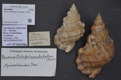 Naturalis Biodiversity Center - ZMA.MOLL.344189 - Bursa scrobilator (Linnaeus, 1758) - Bursidae - Mollusc shell.jpeg