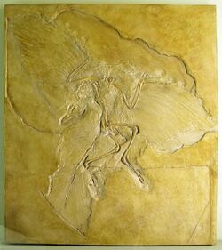 Naturkundemuseum Berlin - Archaeopteryx - Eichstätt.jpg
