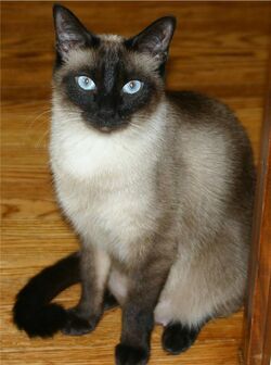 Niobe050905-Siamese Cat.jpeg