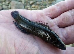 Olive rockfish.jpg