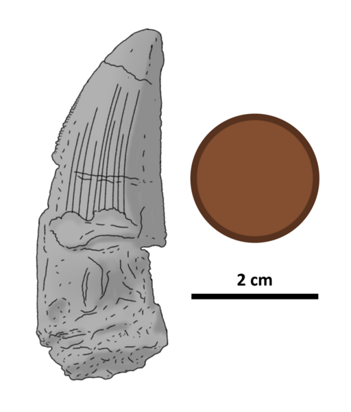 File:Ostafrikasaurus holotype tooth by PaleoGeek.png