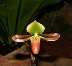 Paphiopedilum mastersianum 1.jpg