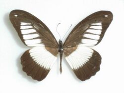 Papilioplagiatus Aurivillius, 1898Male.JPG