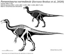 Paraxenisaurus skeleton.jpg