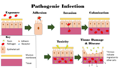 Pathogenic Infection.png