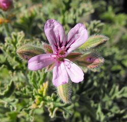 Pelargoniumladyplymouth.jpg