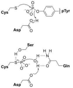 PhosphataseMech.svg