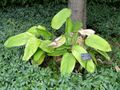 Phrynium capitatum - Kunming Botanical Garden - DSC03113.JPG