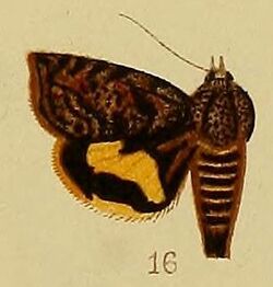 Pl.38-16-Hyblaea flavifasciata Hampson, 1910.JPG