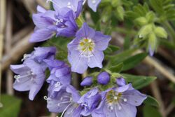 Polemonium californicum 6290.JPG