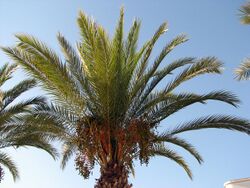 Portimao Palm Tree - The Algarve, Portugal (1469499685).jpg