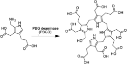 Pre-uroporphyrinogen-synthesis-from-porphobilinogen.png