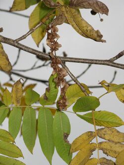 Pterocarya rhoifolia2.jpg