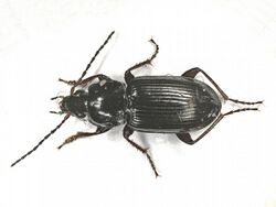 Pterostichus gracilis (Carabidae) - (imago), Arnhem, the Netherlands - 2.jpg