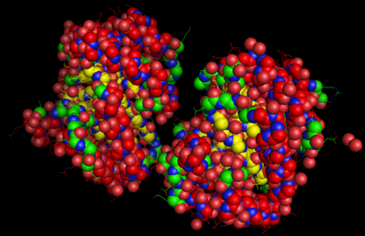 Image of 2EGZ DHQD. Both monomers of the enzyme are visible. The R groups of the amino acids can be seen as the sticks extending from the exterior of the enzyme. This image is color-coded to display Oxygen (red), Nitrogen (Blue), and the backbone of the protein (yellow fading to green). (Created using MacPyMol)