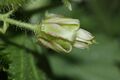 Ribes watsonianum 5023.JPG