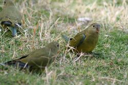 Three greenish parrots sitting on grass