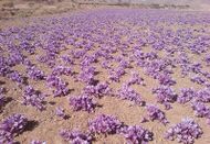 Photograph of field of saffron crocus growing in Iran