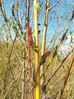 Salix purpurea 003.jpg