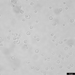 Single cell state of Yarrowia lipolytica