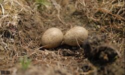 Small Pratincole - Nest.JPG