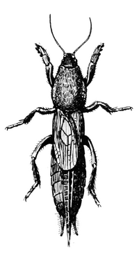 Snodgrass Neocurtilla hexadactyla.png