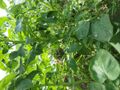 Solanum tuberosum Sharpes Express (03).jpg