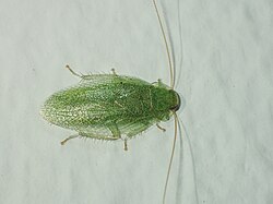 Sorineuchora viridis 248926728.jpg