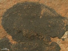 Staurothele areolata - Flickr - pellaea (1).jpg