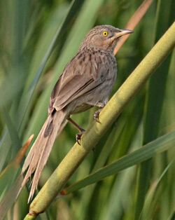 Striated Babbler.jpg