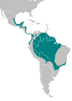 Sungrebe (Heliornis fulica) Range Map.png
