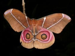 Suraka Silk Moth (Antherina suraka), Vohimana reserve, Madagascar.jpg