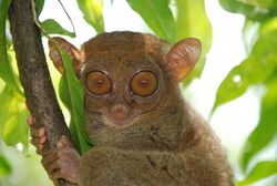 Tarsiers are prosimian primates, but more closely related to monkeys and apes (simians) than to other prosimians.