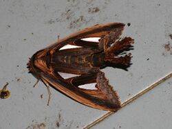Tarsolepis sommeri (Notodontidae).jpg