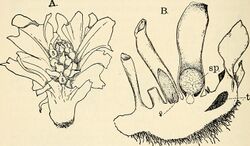 The structure and development of mosses and ferns (Archegoniatae) (1918) (14598320719).jpg