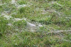 Threads of silk following a mass spider ballooning.jpg
