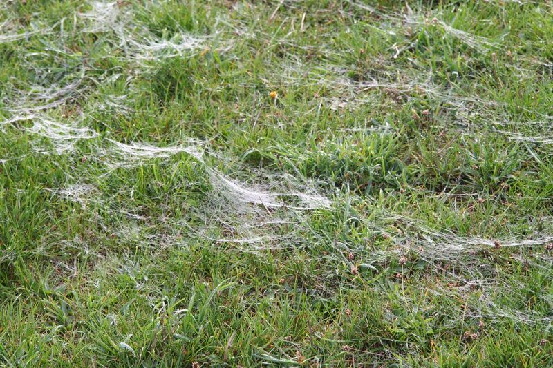 File:Threads of silk following a mass spider ballooning.jpg