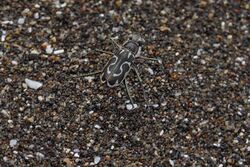 Tiger beetle at the South Sea (6177476709).jpg