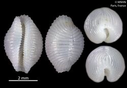Trivirostra hyalina (MNHN-IM-2012-34613).jpeg