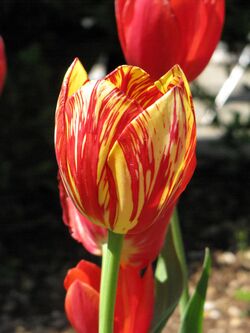 Tulip with variegated colors.jpg